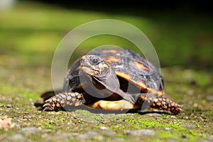 Cute small baby Red-foot Tortoise in the nature,The red-footed tortoise Chelonoidis carbonarius is a species of tortoise from no