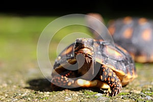 Cute small baby Red-foot Tortoise in the nature,The red-footed tortoise Chelonoidis carbonarius is a species of tortoise from no