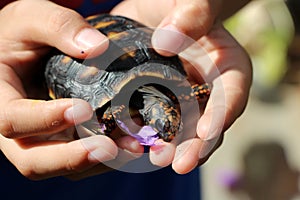 Cute small baby Red-foot Tortoise in the nature,The red-footed tortoise Chelonoidis carbonarius is a species of tortoise from no