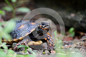 Cute small baby Red-foot Tortoise in the nature,The red-footed tortoise Chelonoidis carbonarius is a species of tortoise from no