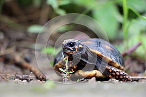 Cute small baby Red-foot Tortoise in the nature,The red-footed tortoise Chelonoidis carbonarius is a species of tortoise from no