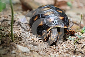 Cute small baby Red-foot Tortoise in the nature,The red-footed tortoise Chelonoidis carbonarius is a species of tortoise from no