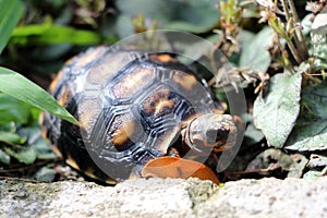 Cute small baby Red-foot Tortoise in the nature,The red-footed tortoise Chelonoidis carbonarius is a species of tortoise from no