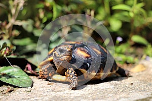 Cute small baby Red-foot Tortoise in the nature,The red-footed tortoise Chelonoidis carbonarius is a species of tortoise from no