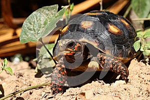 Cute small baby Red-foot Tortoise in the nature,The red-footed tortoise Chelonoidis carbonarius is a species of tortoise from no