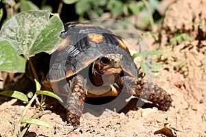 Cute small baby Red-foot Tortoise in the nature,The red-footed tortoise Chelonoidis carbonarius is a species of tortoise from no