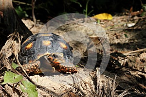 Cute small baby Red-foot Tortoise in the nature,The red-footed tortoise Chelonoidis carbonarius is a species of tortoise from no