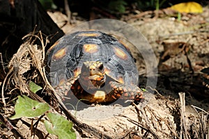 Cute small baby Red-foot Tortoise in the nature,The red-footed tortoise Chelonoidis carbonarius is a species of tortoise from no