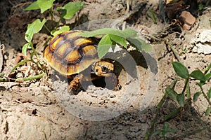 Cute small baby Red-foot Tortoise in the nature,The red-footed tortoise Chelonoidis carbonarius is a species of tortoise from no