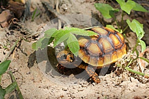 Cute small baby Red-foot Tortoise in the nature,The red-footed tortoise Chelonoidis carbonarius is a species of tortoise from no