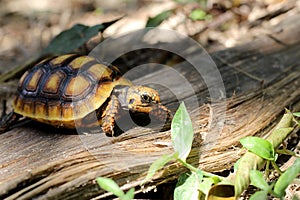 Cute small baby Red-foot Tortoise in the nature,The red-footed tortoise Chelonoidis carbonarius is a species of tortoise from no