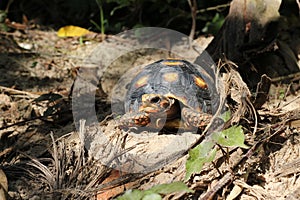 Cute small baby Red-foot Tortoise in the nature,The red-footed tortoise Chelonoidis carbonarius is a species of tortoise from no