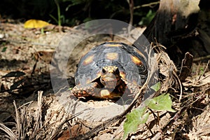 Cute small baby Red-foot Tortoise in the nature,The red-footed tortoise Chelonoidis carbonarius is a species of tortoise from no