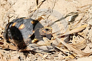 Cute small baby Red-foot Tortoise in the nature,The red-footed tortoise Chelonoidis carbonarius is a species of tortoise from no