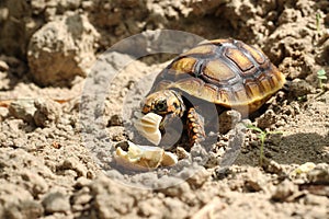 Cute small baby Red-foot Tortoise in the nature,The red-footed tortoise Chelonoidis carbonarius is a species of tortoise from no