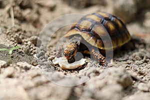 Cute small baby Red-foot Tortoise in the nature,The red-footed tortoise Chelonoidis carbonarius is a species of tortoise from no