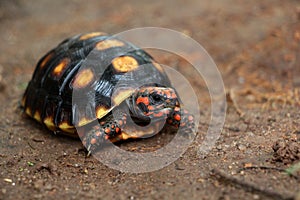 Cute small baby Red-foot Tortoise in the nature,The red-footed tortoise Chelonoidis carbonarius is a species of tortoise from no