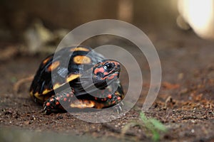 Cute small baby Red-foot Tortoise in the nature,The red-footed tortoise Chelonoidis carbonarius is a species of tortoise from no