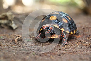 Cute small baby Red-foot Tortoise in the nature,The red-footed tortoise Chelonoidis carbonarius is a species of tortoise from no