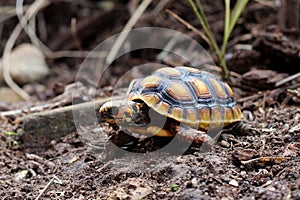 Cute small baby Red-foot Tortoise in the nature,The red-footed tortoise Chelonoidis carbonarius is a species of tortoise from no