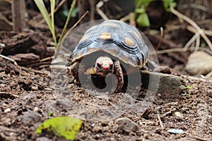 Cute small baby Red-foot Tortoise in the nature,The red-footed tortoise Chelonoidis carbonarius is a species of tortoise from no