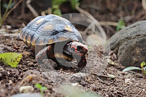 Cute small baby Red-foot Tortoise in the nature,The red-footed tortoise Chelonoidis carbonarius is a species of tortoise from no