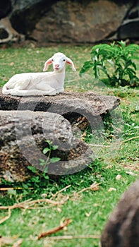 Cute small baby sheep lamb sitting relaxing on rock stone in farm