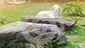 Cute small baby sheep lamb sitting relaxing on stone