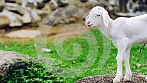 Cute small baby sheep lamb standing on stone in farm