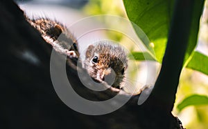 Cute small baby squirrel peeking at the camera through the tree trunk, the concept of watchful and curious photograph. Yet to