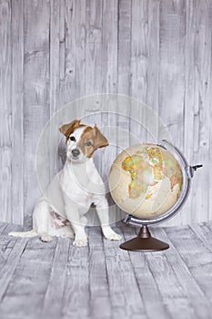 Cute small beautiful dog sitting on grey wood background with world globe besides. Travel and education concept. Lifestyle
