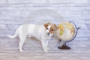 Cute small beautiful dog sitting on grey wood background with world globe besides. Travel and education concept. Lifestyle