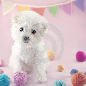 Cute small Bichon Frise puppy