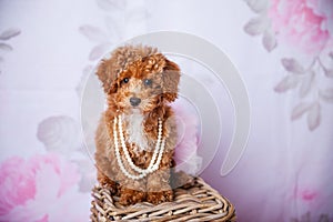Cute Small Bichon Poodle Bichpoo puppy dog standing on a basket in a studio setting
