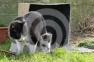 Cute small bicolor kitten is walking bravely out of cardboard box.