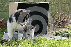 Cute small bicolor kitten is walking bravely out of cardboard box in garden