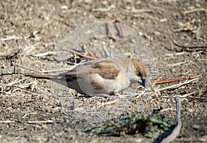 Silver bill bird feeding from ground.