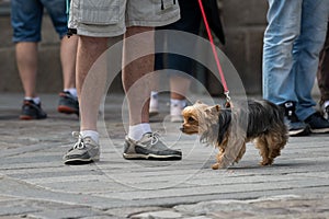 A cute small black, brown dog on the street