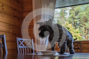 Cute small black dog eating tasty cookies on kitchen table
