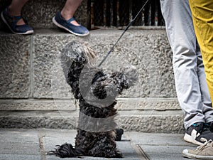 A cute small black dog on the street