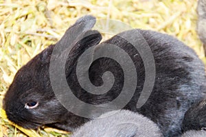 Cute small black rabbit in hay