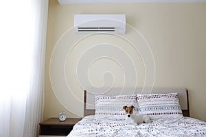 Cute small breed dog sitting on the bed with beige wall on background