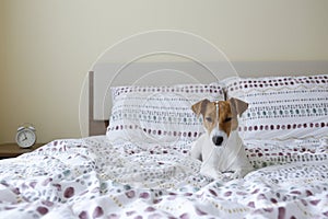 Cute small breed dog sitting on the bed with beige wall on background