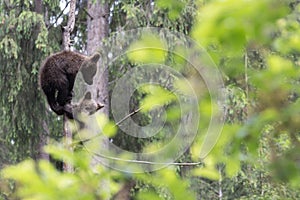 Cute small brown bear cubs on a tree in the green summer forest