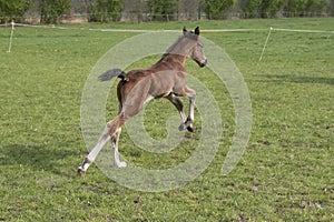 Cute small brown foal running in trot free in the field. Animal in motion