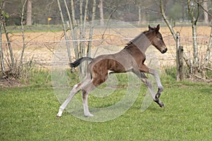 Cute small brown foal running in trot free in the field. Animal in motion