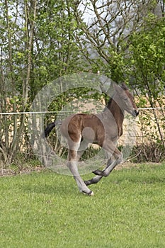 Cute small brown foal running in trot free in the field. Animal in motion