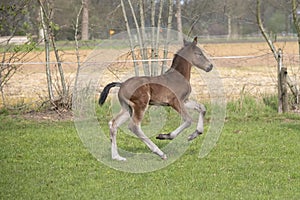 Cute small brown foal running in trot free in the field. Animal in motion