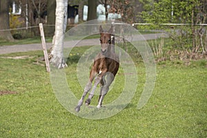 Cute small brown foal running in trot free in the field. Animal in motion