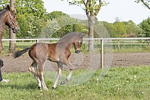 Cute small brown foal running in trot free in the field. Animal in motion. Stallion one week old